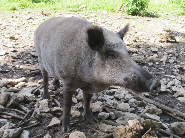 Seit Jahresbeginn wurden 4.000 Wildschweine identifiziert, die mit mit der Schweinepest infiziert waren. Seit Jahresbeginn wurden 4.000 Wildschweine identifiziert, die mit mit der Schweinepest infiziert waren.