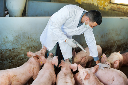 Im Zug der Resistenzstrategien wird der Einsatz von Antibiotika in der Nutztierhaltung heute streng überwacht. Im Zug der Resistenzstrategien wird der Einsatz von Antibiotika in der Nutztierhaltung heute streng überwacht.
