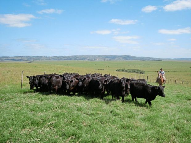 Von der Steppe direkt in den Export: Rinder aus Argentinien. Von der Steppe direkt in den Export: Rinder aus Argentinien.
