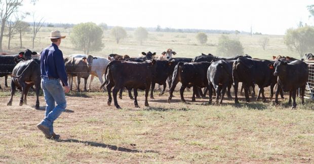 Australiens Fleischproduktion soll klimaneutral werden kündigte Meat and Livestock Australia (MLA) an. Australiens Fleischproduktion soll klimaneutral werden kündigte Meat and Livestock Australia (MLA) an.