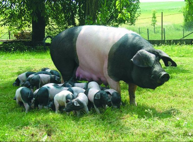Schwäbisch Hällisches Landschwein. Schwäbisch Hällisches Landschwein.