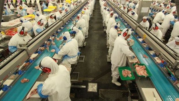 Blick in einen BRF-Verarbeitungsbetrieb von Geflügelfleisch. Blick in einen BRF-Verarbeitungsbetrieb von Geflügelfleisch.