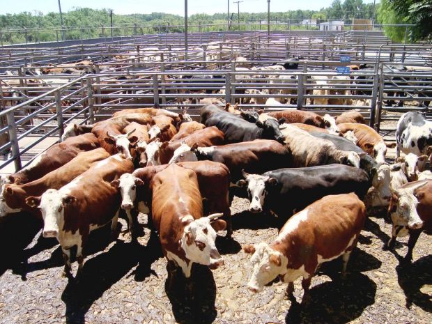 Die Rabobank geht davon aus, dass Brasilien 2018 rund 9,8 Mio t. Rindfleisch erzeugt. Die Rabobank geht davon aus, dass Brasilien 2018 rund 9,8 Mio t. Rindfleisch erzeugt.
