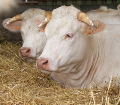 RInder der Rasse Charolais. RInder der Rasse Charolais.