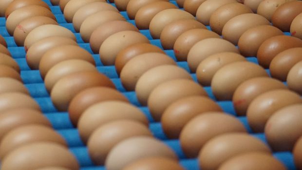Der Lebensmittelskandal um mit dem Insektizid „Fipronil“ belastete Hühnereier zwingt die deutschen Behörden zu grenzübergreifendem Handeln. Der Lebensmittelskandal um mit dem Insektizid „Fipronil“ belastete Hühnereier zwingt die deutschen Behörden zu grenzübergreifendem Handeln.