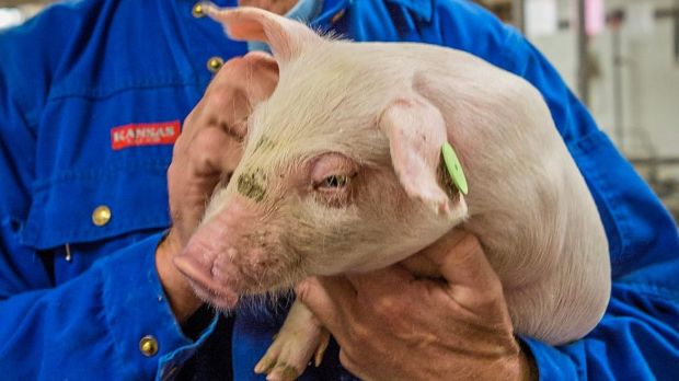 Die Tierärzte lehnen Betäubung der Ferkel durch Tierhalter strikt ab. Die Tierärzte lehnen Betäubung der Ferkel durch Tierhalter strikt ab.