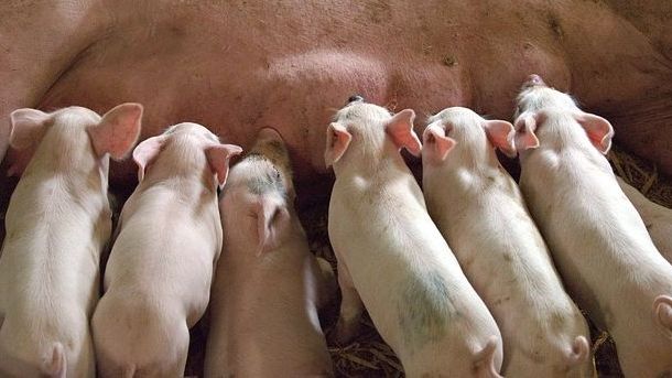 Das Verbot der betäubungslosen Ferkelkastration war bereits mit der Reform des Tierschutzgesetzes 2013 beschlossen worden. Das Verbot der betäubungslosen Ferkelkastration war bereits mit der Reform des Tierschutzgesetzes 2013 beschlossen worden.