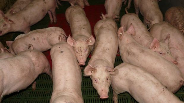 Das Verbot der betäubungslosen Ferkelkastration und Umbauten wegen Tierschutzauflagen drängen den Bauernverband zum Handeln. Das Verbot der betäubungslosen Ferkelkastration und Umbauten wegen Tierschutzauflagen drängen den Bauernverband zum Handeln.