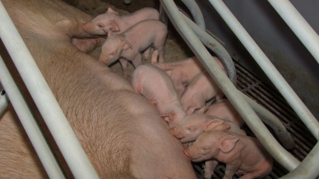 Die Präsidenten der beiden Bauern- und Winzerverbände in Rheinland-Pfalz sorgen sich um die Existenz der Ferkelerzeuger. Die Präsidenten der beiden Bauern- und Winzerverbände in Rheinland-Pfalz sorgen sich um die Existenz der Ferkelerzeuger.