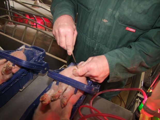 Bei der Ferkelkastration sollte besser nur der Tierhalter oder -arzt bei vollem Bewusstsein sein. Bei der Ferkelkastration sollte besser nur der Tierhalter oder -arzt bei vollem Bewusstsein sein.