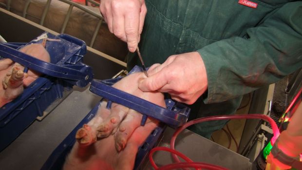 Ferkelkastration und Herdenschutzhunde sind Tierschutzthemen, zu denen die Stabsstelle Fortbildungen anbot. Ferkelkastration und Herdenschutzhunde sind Tierschutzthemen, zu denen die Stabsstelle Fortbildungen anbot.