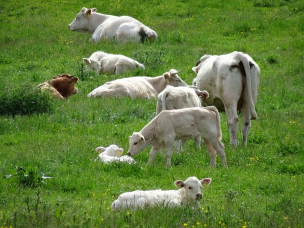 Die Heinrich-Böll-Stiftung und der BUND fordern einen Umbau der Tierhaltung. Die Heinrich-Böll-Stiftung und der BUND fordern einen Umbau der Tierhaltung.