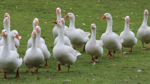 Die Gänseschlachtungen sind im Dezember traditionell am höchsten. Die Gänseschlachtungen sind im Dezember traditionell am höchsten.