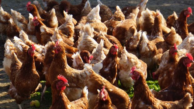 Russland schränkt Geflügelexport wegen Vogelgrippe ein. Russland schränkt Geflügelexport wegen Vogelgrippe ein.