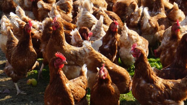 Der Export von Geflügelfleisch erlebt in Europa einen Aufschwung. Der Export von Geflügelfleisch erlebt in Europa einen Aufschwung.