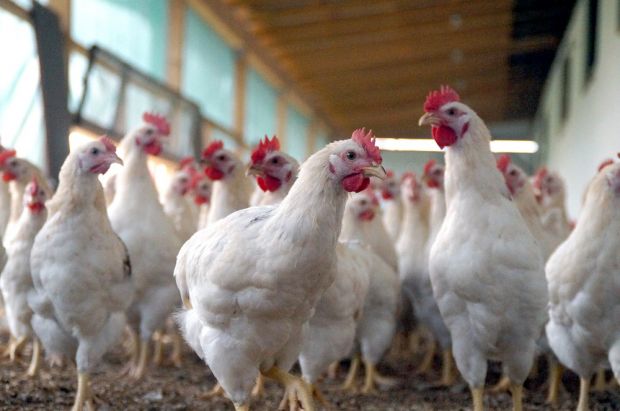 Landwirt Thomas Hafner hat seit Beginn des Projekts bereits 100.000 Hähne aufgezogen. Landwirt Thomas Hafner hat seit Beginn des Projekts bereits 100.000 Hähne aufgezogen.