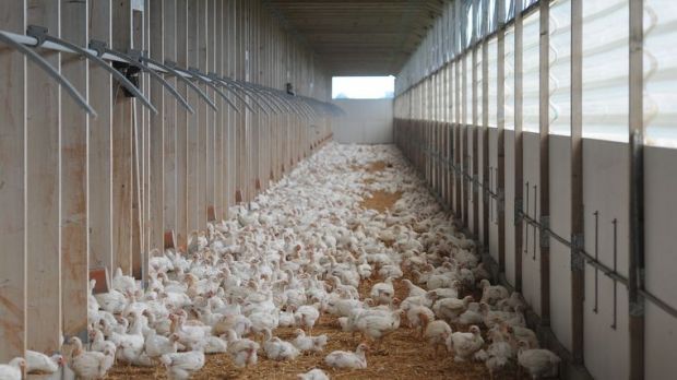 Haltung von Geflügel. Haltung von Geflügel.