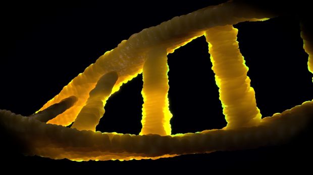 Durch Genmanipulation gelang es erstmals die Schweine dem Virus auszusetzen, ohne dass diese erkrankten. Durch Genmanipulation gelang es erstmals die Schweine dem Virus auszusetzen, ohne dass diese erkrankten.