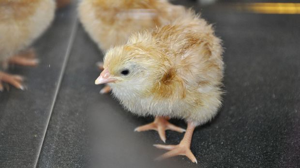 Knapp ein Drittel der Betroffenen gab an, in der Woche vor ihrer Erkrankung Enten- oder Hühnerküken berührt zu haben. Knapp ein Drittel der Betroffenen gab an, in der Woche vor ihrer Erkrankung Enten- oder Hühnerküken berührt zu haben.