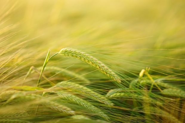 Die Weltmarktpreise für Agrarprodukte behaupten sich gut. Die Entwicklung wird von festeren Preisen für Getreide und Milch angetrieben. Die Weltmarktpreise für Agrarprodukte behaupten sich gut. Die Entwicklung wird von festeren Preisen für Getreide und Milch angetrieben.