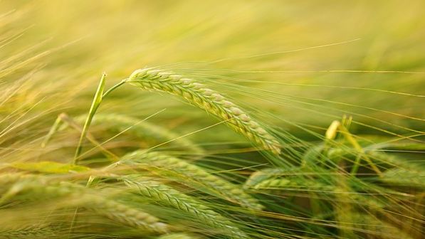 Ein neues EU-Programm unterstützt die FAO mit 70. Mio. Euro. Es soll den Hunger auf der Wett etwas kleiner machen. Ein neues EU-Programm unterstützt die FAO mit 70. Mio. Euro. Es soll den Hunger auf der Wett etwas kleiner machen.