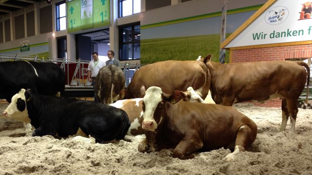 Rasseschau in der Tierhalle 25. Rasseschau in der Tierhalle 25.