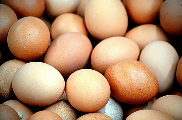 Huhn oder Hahn? Das neue Verfahren gibt die Antwort schon am 8. bis 10. Bruttag. Huhn oder Hahn? Das neue Verfahren gibt die Antwort schon am 8. bis 10. Bruttag.