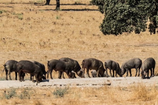 Iberico-Schweine in der Extremadura. Iberico-Schweine in der Extremadura.