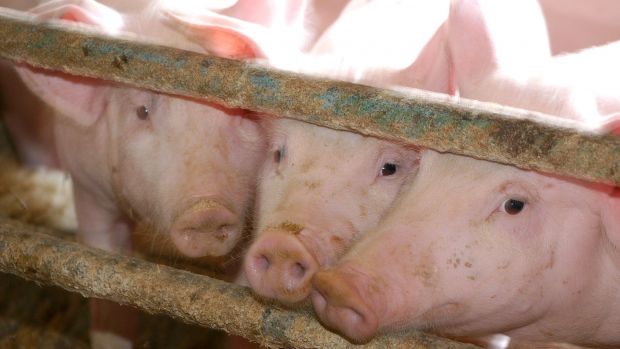 Mehr Tierwohl und Umweltvorgaben umzusetzen sind die vordringlichsten Pläne der deutsche Landwirtschaft. Mehr Tierwohl und Umweltvorgaben umzusetzen sind die vordringlichsten Pläne der deutsche Landwirtschaft.