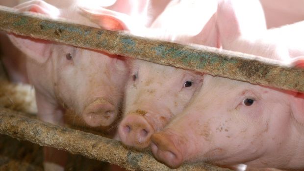 Schweine im Stall. Schweine im Stall.