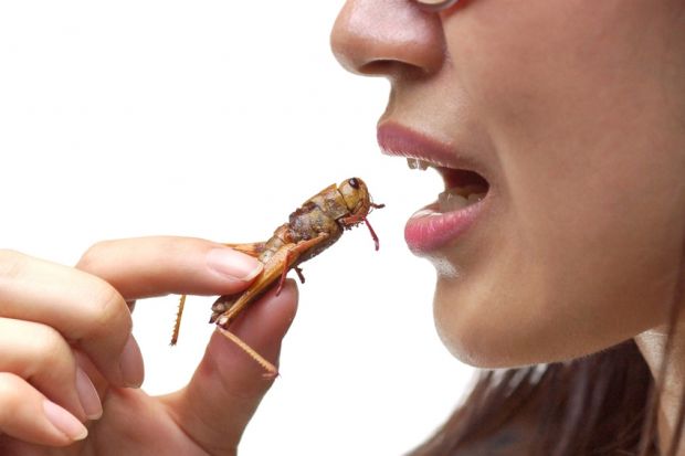 Verwendung und Verarbeitung von Insekten in Lebensmitteln ist nun durch eine EU-Norm geregelt. Verwendung und Verarbeitung von Insekten in Lebensmitteln ist nun durch eine EU-Norm geregelt.