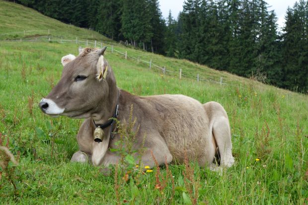 Jungrind am Ofterschwanger Horn im Allgäu. Jungrind am Ofterschwanger Horn im Allgäu.