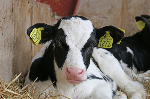 Die Preise für Kalbfleisch lagen lange auf stabilem Niveau. Jedoch nimmt der Druck nach dem Ende der Spargelsaison nun doch langsam zu. Die Preise für Kalbfleisch lagen lange auf stabilem Niveau. Jedoch nimmt der Druck nach dem Ende der Spargelsaison nun doch langsam zu.