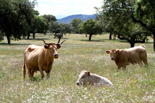 Weidehaltung von Rindern in der spanischen Extremadura. Weidehaltung von Rindern in der spanischen Extremadura.