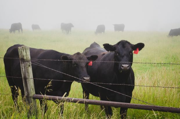 Mit der dritten Stufe des Tierwohllabels bekommen die Tiere deutlich mehr Auslauf. Mit der dritten Stufe des Tierwohllabels bekommen die Tiere deutlich mehr Auslauf.