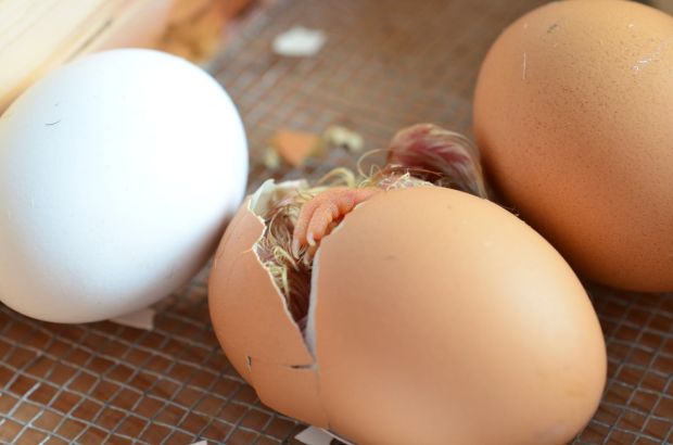 Das Geschlecht eines Kükens im großen Stil schon weit vor dem Schlupf zu bestimmen, ist für die Geflügelwirtschaft noch Zukunftsmusik. Das Geschlecht eines Kükens im großen Stil schon weit vor dem Schlupf zu bestimmen, ist für die Geflügelwirtschaft noch Zukunftsmusik.