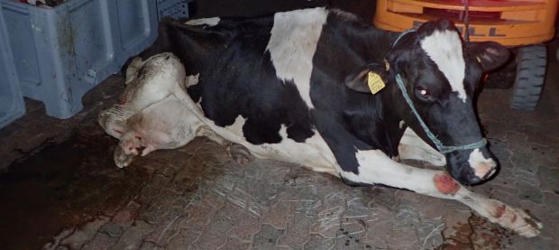 Eine schwer verletzte "downer" Kuh leidet über Nacht im Schlachthof Blohm bei Stendal. Das Tier wurde nach Angaben der Soko Tierschutz vor der versteckten Kamera mit Elektroschocks gequält und mit einem Gabelstapler umher geschleift. Eine schwer verletzte "downer" Kuh leidet über Nacht im Schlachthof Blohm bei Stendal. Das Tier wurde nach Angaben der Soko Tierschutz vor der versteckten Kamera mit Elektroschocks gequält und mit einem Gabelstapler umher geschleift.