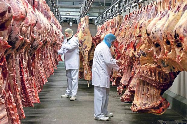 Verschiedene Betriebe schlachten die Rinder im Lohn. Bei der Anlieferung der Schlachtkörper werden diese einer Wareneingangskontrolle unterzogen. Verschiedene Betriebe schlachten die Rinder im Lohn. Bei der Anlieferung der Schlachtkörper werden diese einer Wareneingangskontrolle unterzogen.