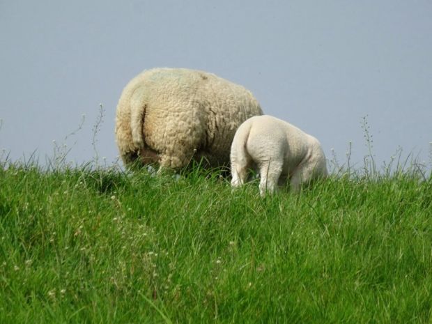Lämmer in Weidehaltung auf dem Deich. Lämmer in Weidehaltung auf dem Deich.