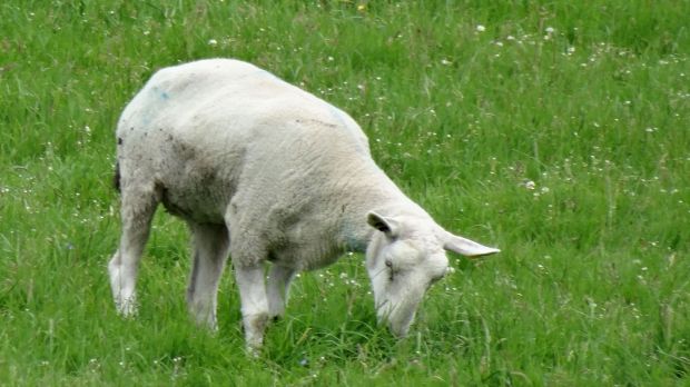 Vor Ostern belebt sich die Nachfrage nach Lämmern. Vor Ostern belebt sich die Nachfrage nach Lämmern.