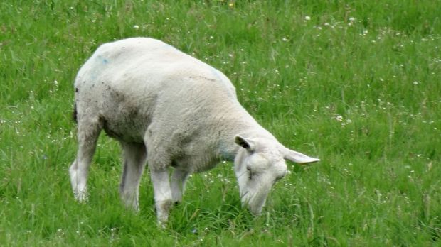 Im Vorfeld des islamischen Operfests hat sich die Nachfrage nach Lämmern und Lammfleisch etwas belebt. Im Vorfeld des islamischen Operfests hat sich die Nachfrage nach Lämmern und Lammfleisch etwas belebt.
