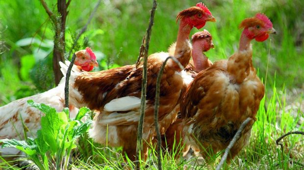 Maishähnchen in Wiesenhaltung. Maishähnchen in Wiesenhaltung.