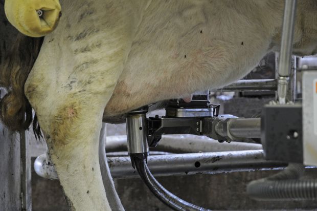 Die Milchproduktion startete bereits, die letzte Lieferung an Kühen wird im September erwartet. Die Milchproduktion startete bereits, die letzte Lieferung an Kühen wird im September erwartet.
