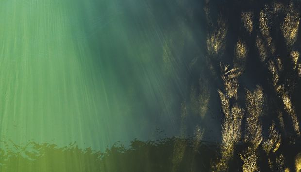 Mikroalgen können helfen, den Einsatz von Antibiotika in der Tierhaltung zu reduzieren. Mikroalgen können helfen, den Einsatz von Antibiotika in der Tierhaltung zu reduzieren.