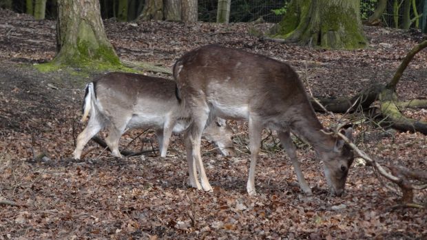 Rehe Rehe