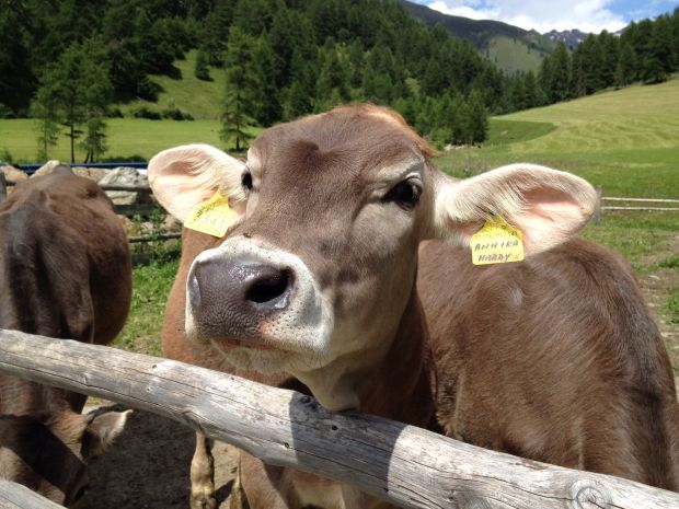 Weidekuh auf der Matscheralm im Vinschgau. Weidekuh auf der Matscheralm im Vinschgau.