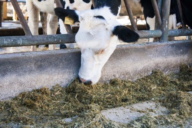 Die kleinen Angebotsmengen an Schlachtrindern und die geringe Abgabebereitschaft führen dazu, dass sich die Erzeugerpreise im Vergleich zur Vorwoche behaupten können. Die kleinen Angebotsmengen an Schlachtrindern und die geringe Abgabebereitschaft führen dazu, dass sich die Erzeugerpreise im Vergleich zur Vorwoche behaupten können.