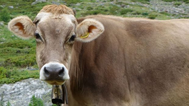 Die Preisobergrenze für Bullen A sinkt. Die Preisobergrenze für Bullen A sinkt.