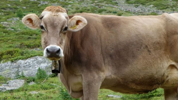 Schlachttiere sind allgemein knapp. Kühe sind sogar gesucht. Schlachttiere sind allgemein knapp. Kühe sind sogar gesucht.