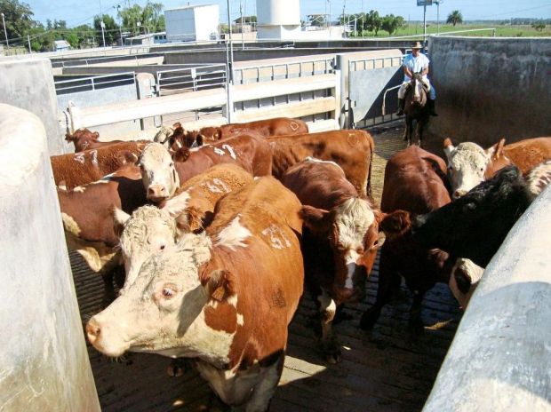 Animal Welfare ist für JBS ein wichtiger Punkt in der Konzernstrategie. Animal Welfare ist für JBS ein wichtiger Punkt in der Konzernstrategie.